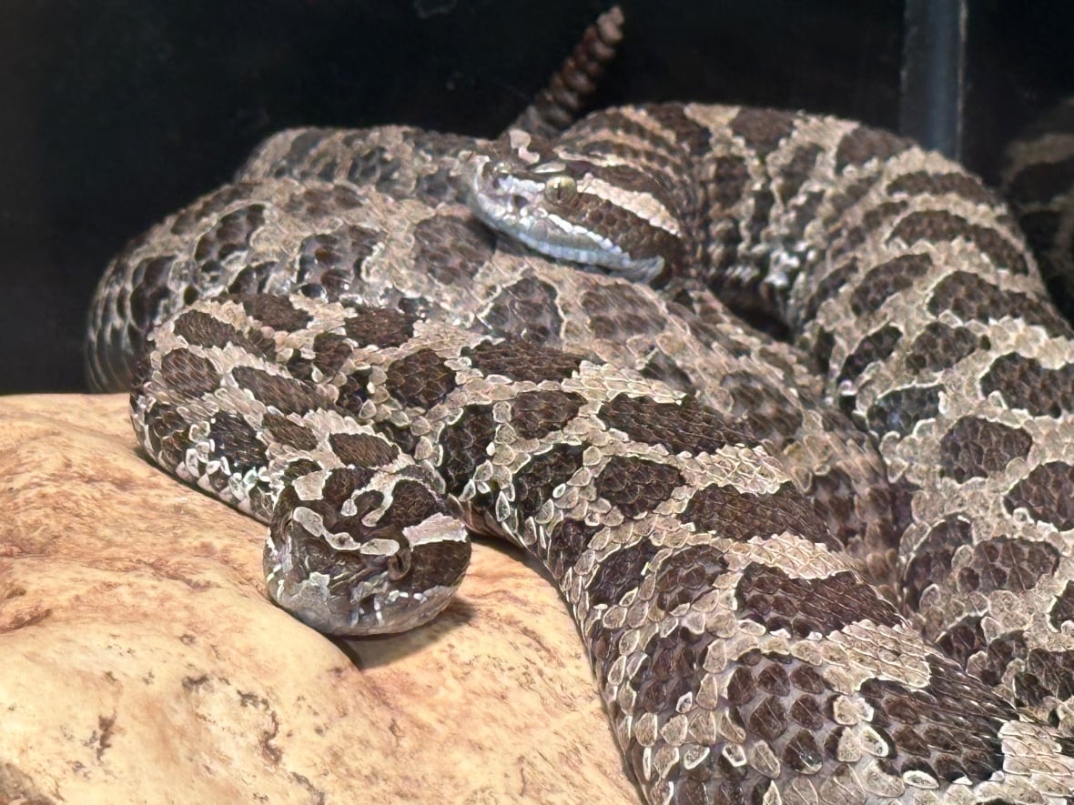 Two rattlesnakes in captivity.
