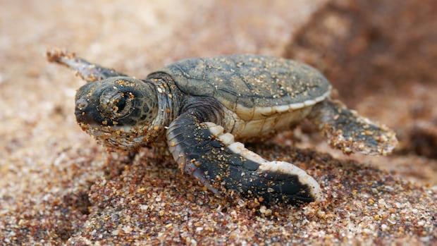 More volunteers needed to help find 'cold-stunned' sea turtles