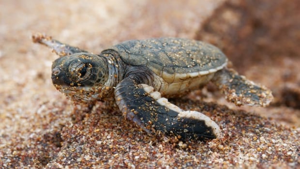 Small turtle covered in sand on the beach