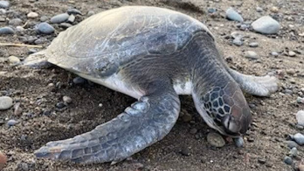 A sea turtle crawls on a sandy and rocky beach.