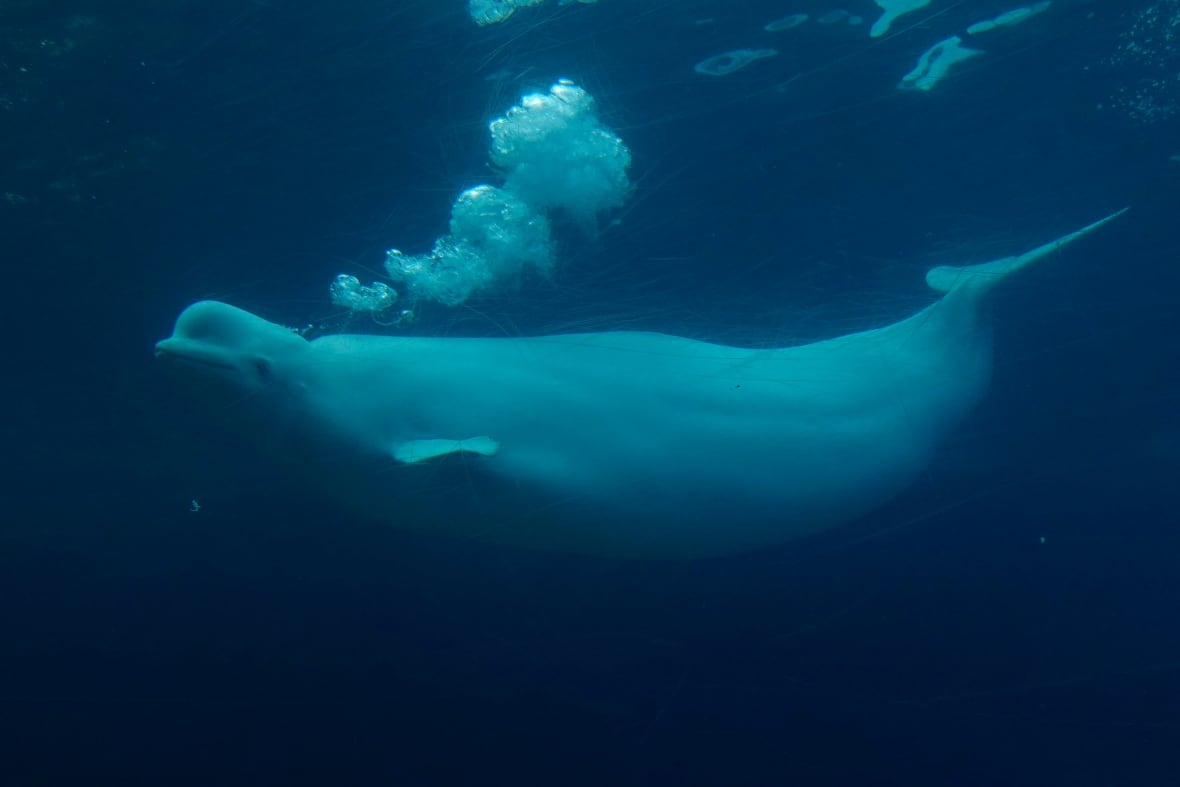 A beluga whale swims in a tank at the Marineland amusement park in Niagara Falls, Ont., Friday, June 9, 2023.