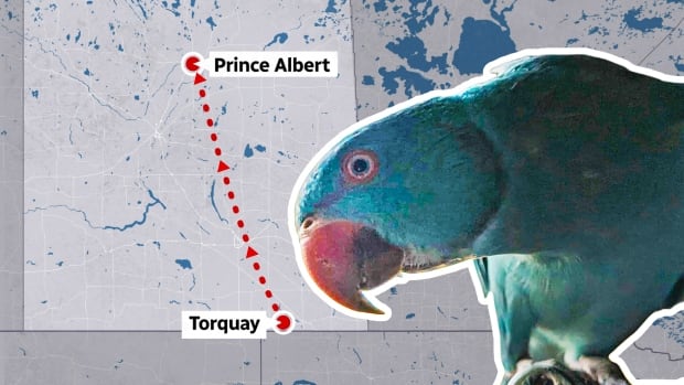 A blue parrot and a map of Saskatchewan. 