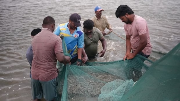 Seeral people standing in water hold a net filled with shrimp.