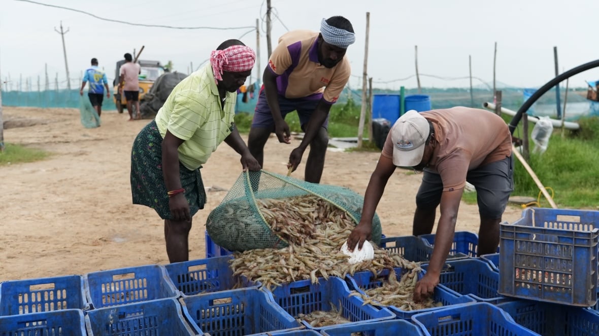 Several people fill the crums with shrimp.
