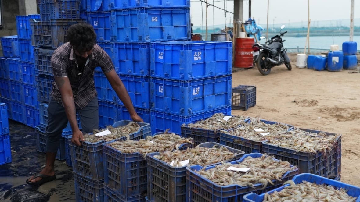 A person depends on the creep full of shrimp from the same crate line.