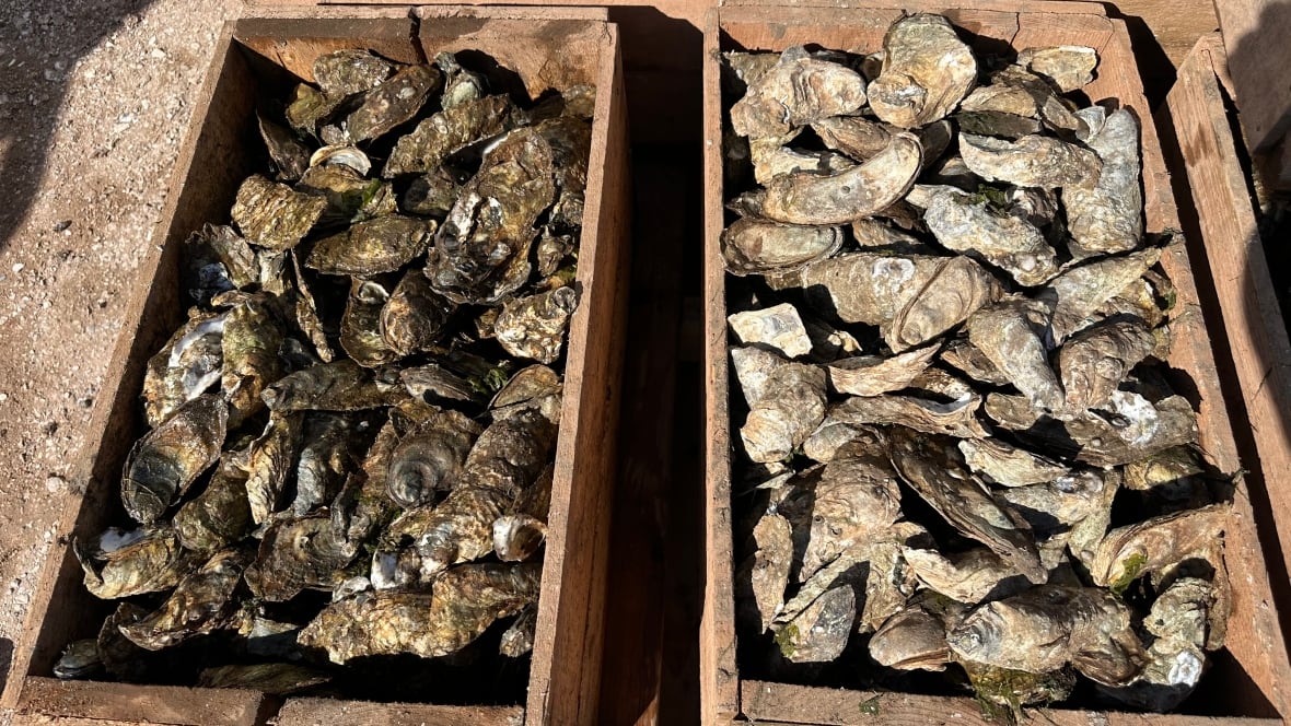 Two crates full of oysters, side by side.