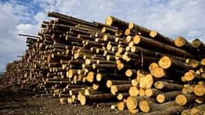 bc-generic-forestry-industry-CP-3885301