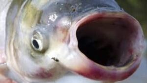 tp-asian-carp-cp-7672588