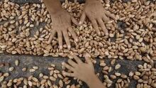 w-cacao-bean-cp-584-5616288