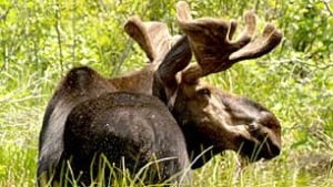 bc-090923-moose
