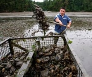 oyster-harvest-cp-8916235-220x185