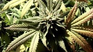 hi-bc-generic-marijuana