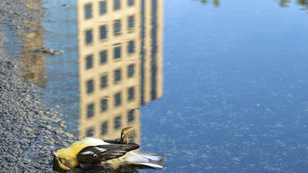 A bird with yellow feathers lies dead in a puddle on the pavement. In the water's reflection a building can be seen above.