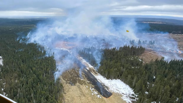 Plumes of smoke rise above a forest. Photo is taken from above.