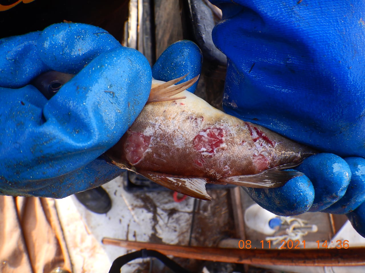 A fish with deep wounds.