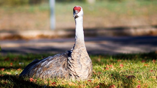 Sandhill cranes are typically found outside of an urban setting, which is why this one in Regina's Wascana Park is such a novelty, says Bonnie Dell, executive director for the Wildlife Rescue Society of Saskatchewan. A tall, red-crowned bird sits in a grass surrounded by orange and red leaves.