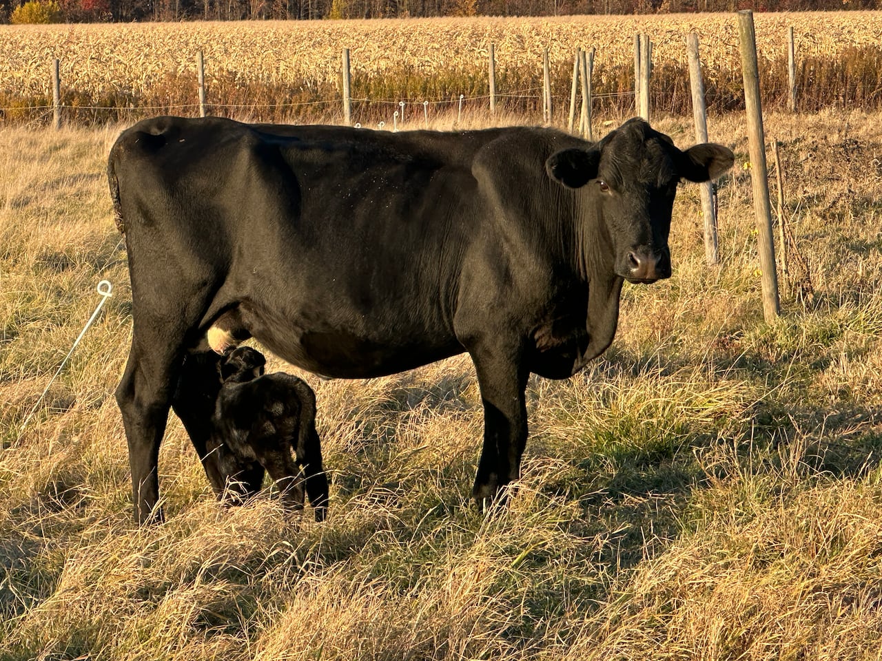 A parent cattle nursing a calf.