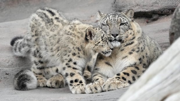 Five-month-old snow leopards Minu and their mom Jita explore their outdoor habitat at the Toronto Zoo in Toronto on Friday, October 25, 2024. The elusive snow leopard, also known as the “ghost cat” is not often spotted in the wild and is listed as an vulnerable species. THE CANADIAN PRESS/Nathan Denette Two snow leopards lying outdoors inside a habitat at the zoo.