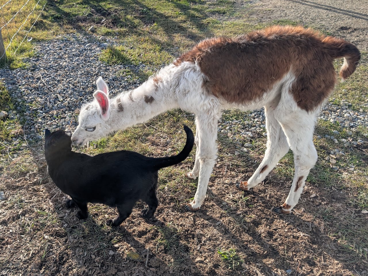 A llama is pictured interacting with a achromatic cat.