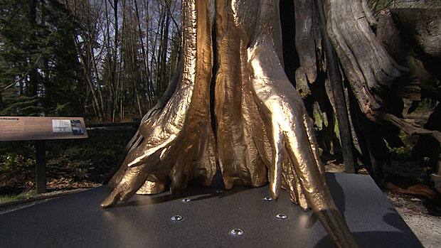 Plantation Grown Timbers ミラー Tower Poplar (Populus x canescens 'Tower') in Winnipeg