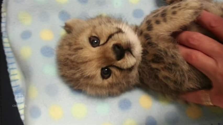 Spotted: The first two cheetah cubs ever born in Quebec