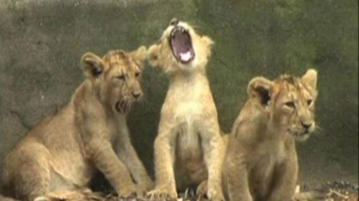 5 cub pride | CBC.ca
