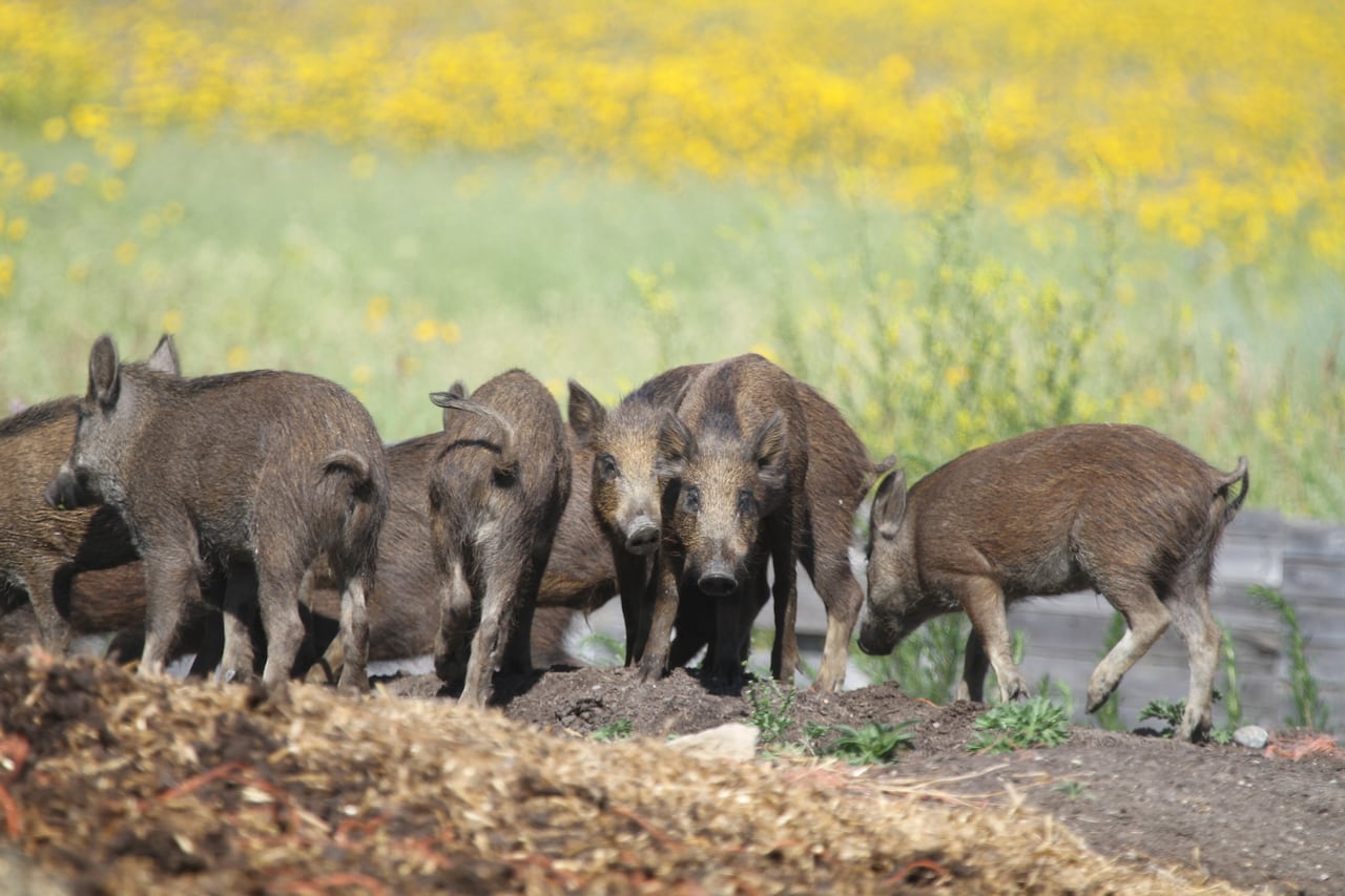 Prof says trapper's boar kill shows 'tsunami of wild pigs' is encroaching  on northern Sask. | CBC News