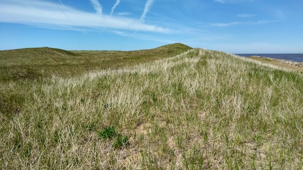 N.S. government reviewing Cabot golf proposal for West Mabou Beach Provincial Park