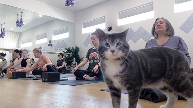 Kittens strike a yoga pose in southwestern Manitoba | CBC News