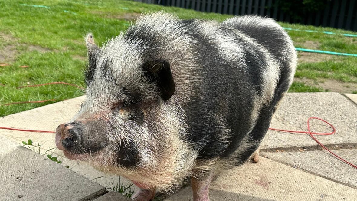Potbellied pig rescued from B.C. highway rest stop CBC.ca