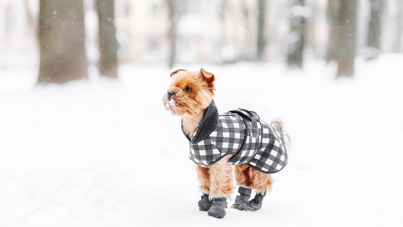 Protect Your Pets from Frost: Simple Steps Before Winter’s First Chill