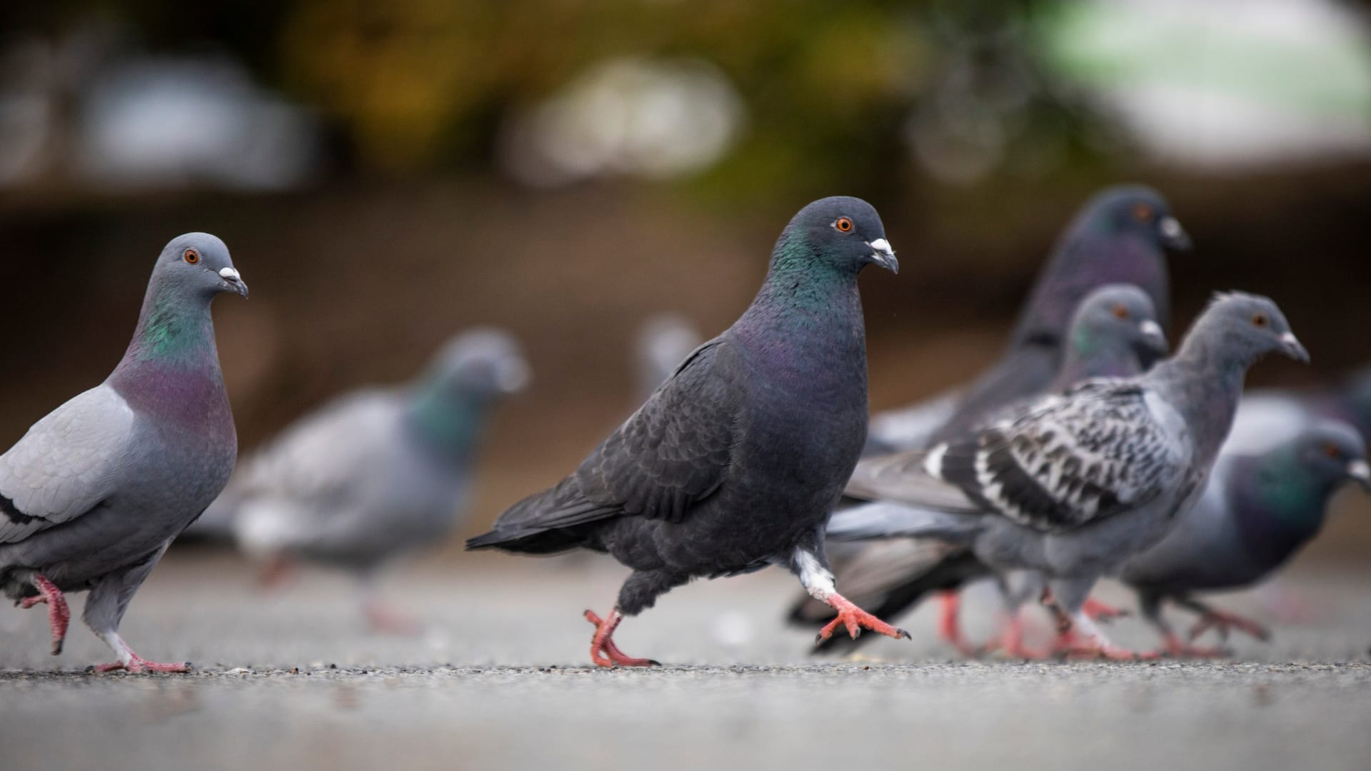 East York parents fight for crossing guard fired for feeding birds East York parents fight for crossing guard fired for feeding birds