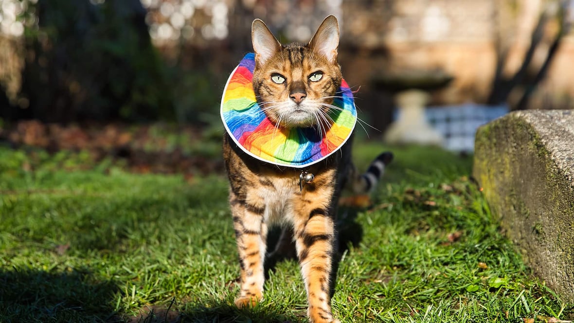 How To Keep Cats From Killing Birds