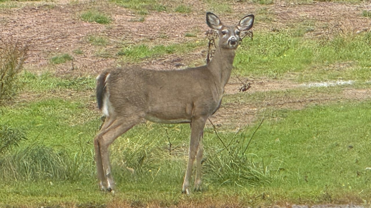 White-tailed cervid  lasting  broadside  connected  and looking astatine  camera.