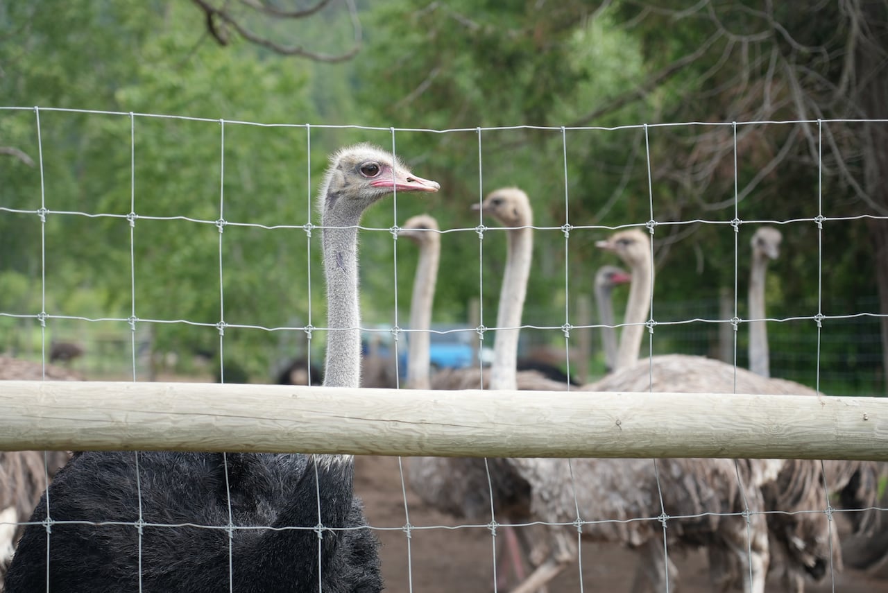 A herd of ostriches behind a chain-link fence.