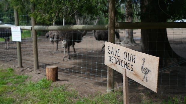 No decision on B.C. ostrich case until at least Oct. 30, as cull opponent is arrested