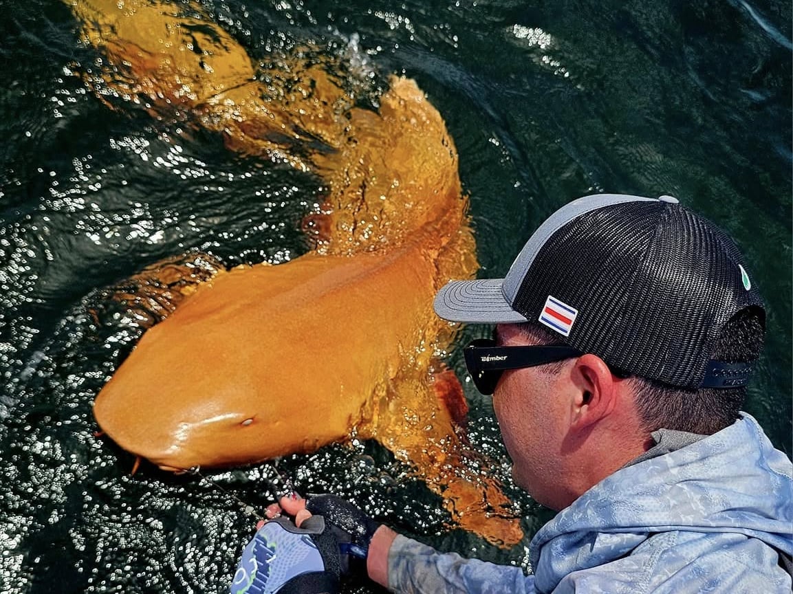 This bright orange shark has shocked and delighted scientists | CBC Radio