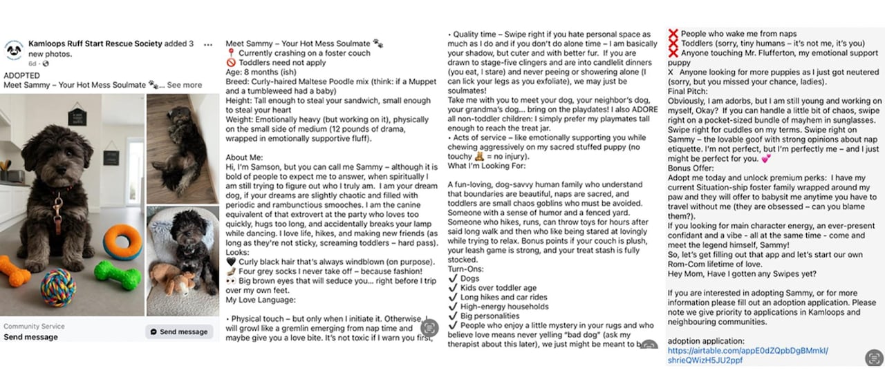 A collage of posts describing a canine  and its photos.