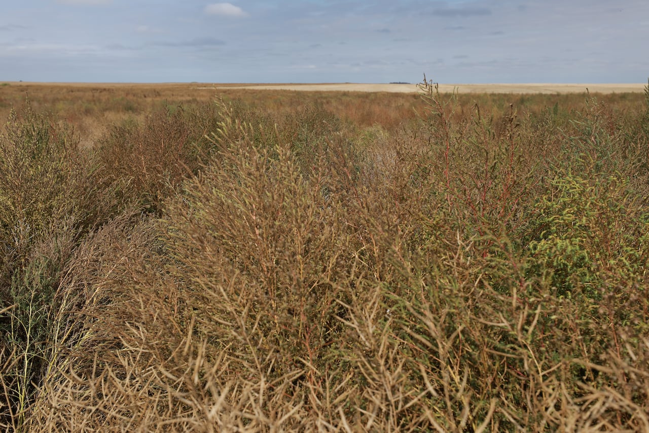 A tall, green and brown bush-like weed has taken over a crop of lentils and flax.