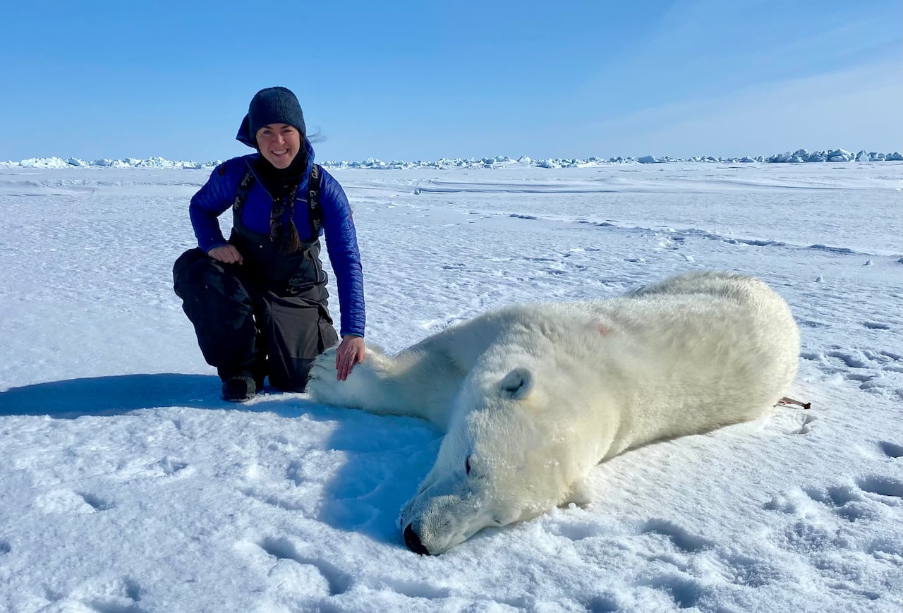 যখন একটি মেরু ভালুক মেরে ফেলে, তখন সে শুধু খায় না। এটি সমগ্র বাস্তুতন্ত্রকে পুষ্ট করে। সিবিসি রেডিও যখন একটি মেরু ভালুক মেরে ফেলে, তখন সে শুধু খায় না। এটি সমগ্র বাস্তুতন্ত্রকে পুষ্ট করে। সিবিসি রেডিও