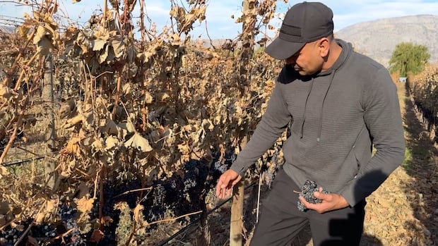A farmer inspects red wine grapes hanging on the vines in his vineyard. The grapes look like they have started to spoil
