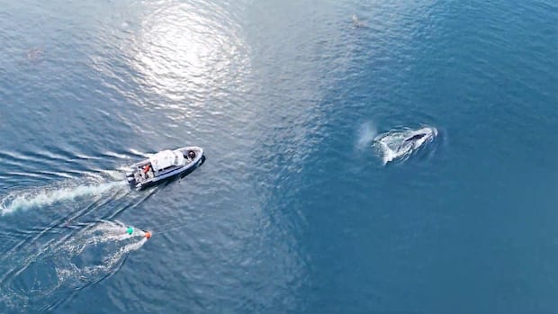 A view of a body of water with a boat and a whale with fishing line tethered to it