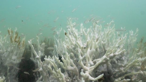 Bleached coral is seen in a reef at the Costa dos Corais in Japaratinga in the state of Alagoas, Brazil April 16, 2024. Tiny fish are seen around bleached coral.