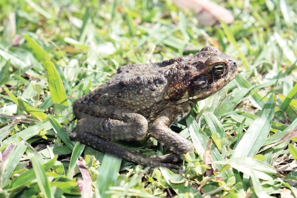 A photo of a cane toad, an invasive species in Australia.
