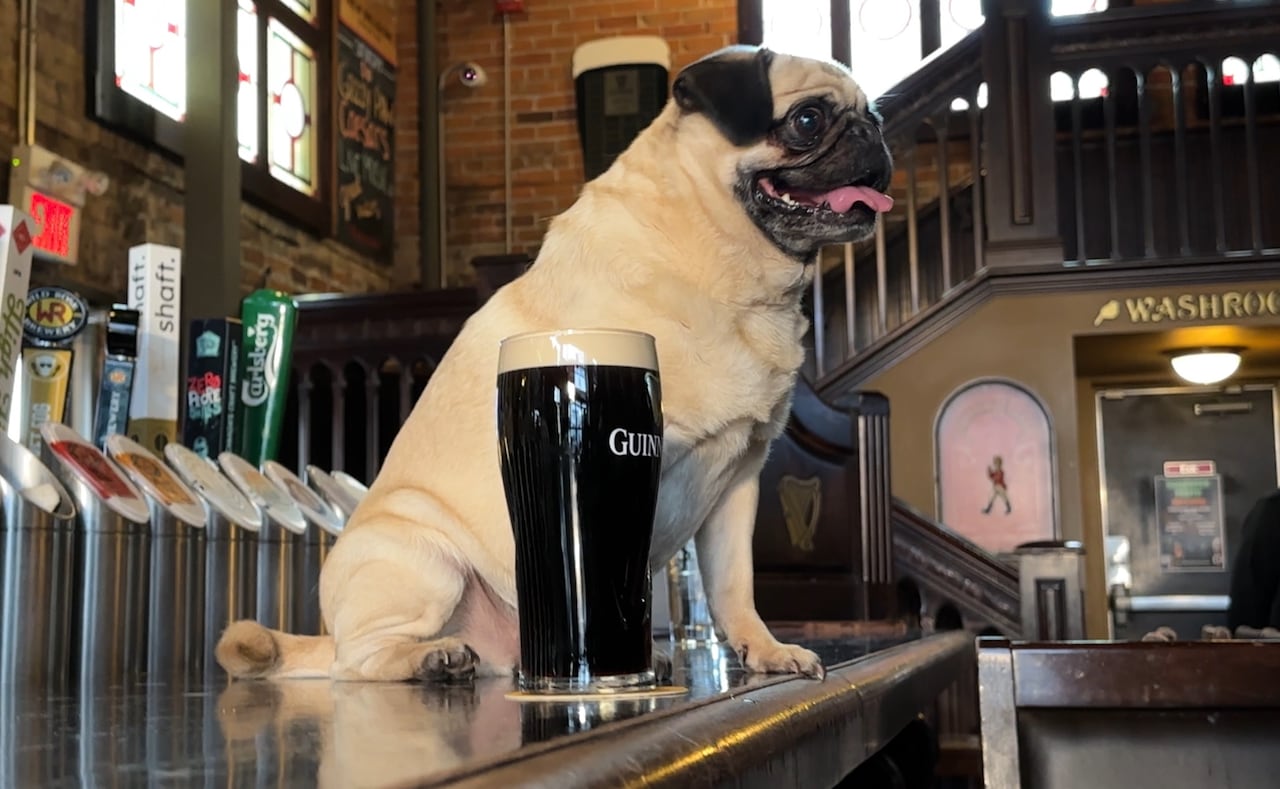 Phoebe has over 200 certifications, with a little help from artificial intelligence.