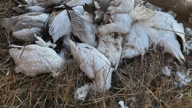 142 duck carcasses, the major of them Snow Geese, were founded in a rural area east of Patience Lake Photo of several dozen dead ducks lying in a rural area. Their fur is white.