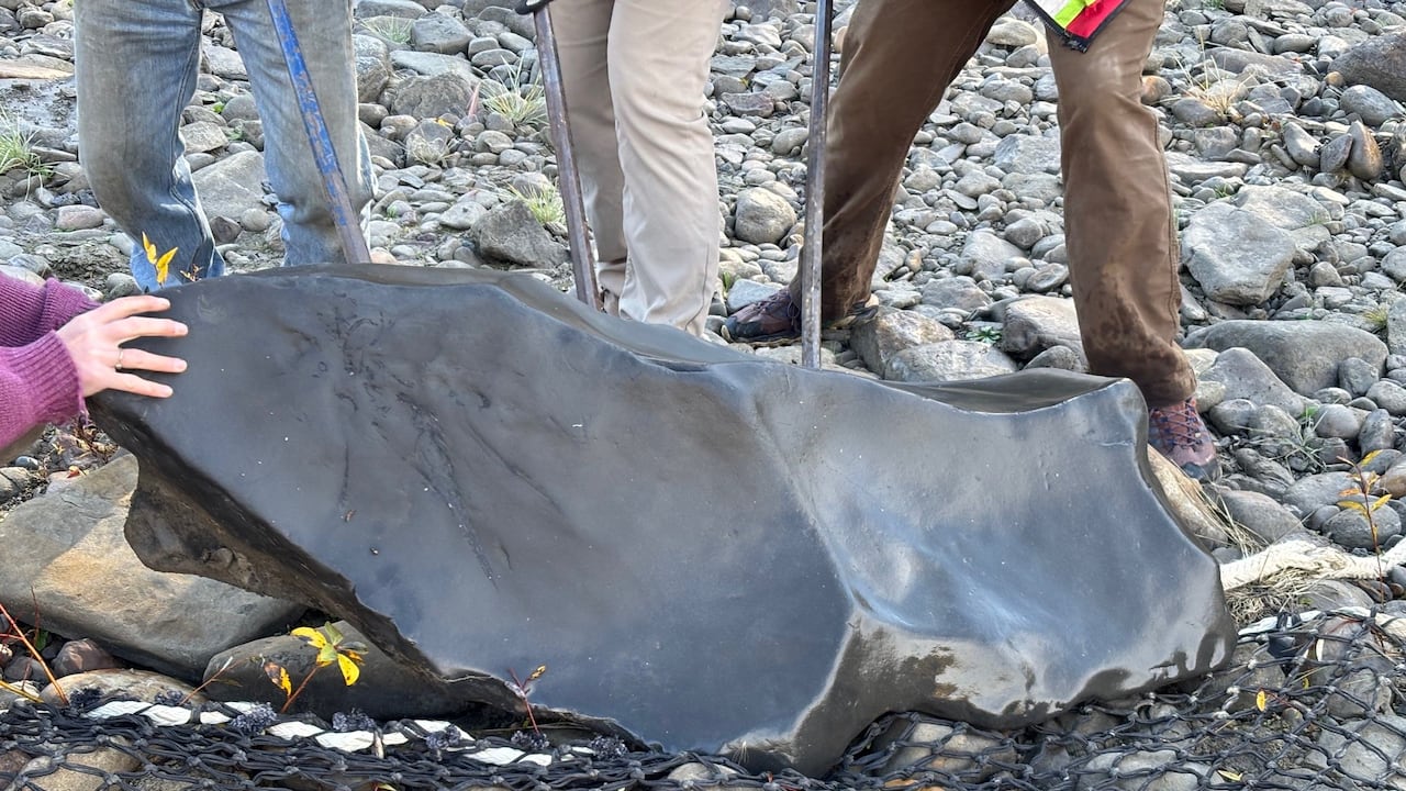 The ichthyosaur skull being recovered from the Kiskatinaw River valley. Weighing roughly 700 kilograms it had to be airlifted by helicopter.