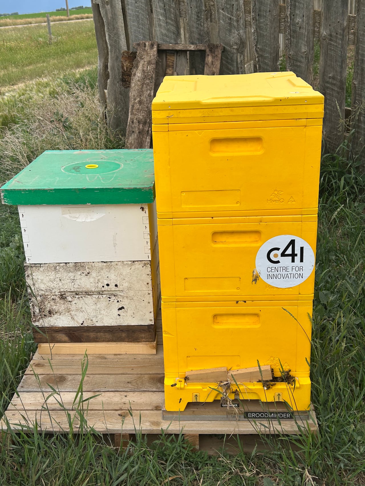 অস্ট্রেলিয়া থেকে উত্তাপযুক্ত মৌমাছির আমবাত কি উত্তর হতে পারে কানাডিয়ান মৌমাছি পালনকারীরা খুঁজছেন? , সিবিসি খবর