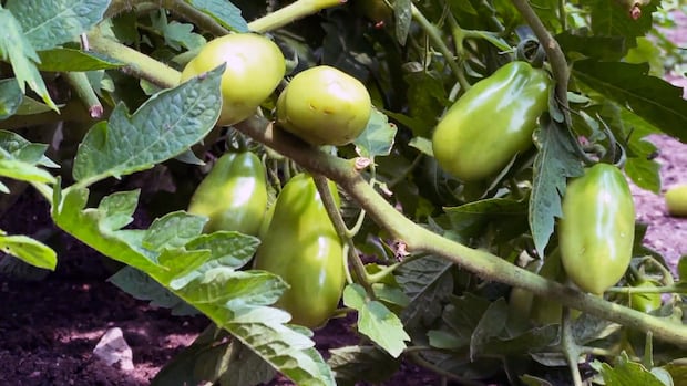 Ottawa gardeners take scorching hit as drought persists