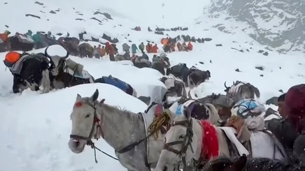 In this photo taken Oct. 4, 2025 and released by Lingsuiye, villagers with their oxen and horses ascend the mountain during rescue efforts to reach hundreds of hikers trapped by heavy snow at tourist campsites on a slope of Mount Everest in Tibet on Sunday, Oct. 5, 2025. A group of horses carrying packs descend through a snowy pass. There are hikers in the background of the image.